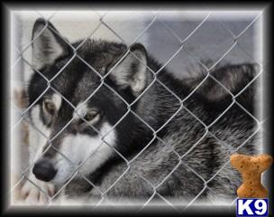 Dogs for Sale in TX